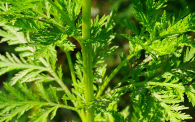 Potentiels anticancéreux d'Artemisia annua