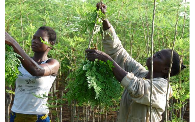 Moringa oleifera : booster de croissance
