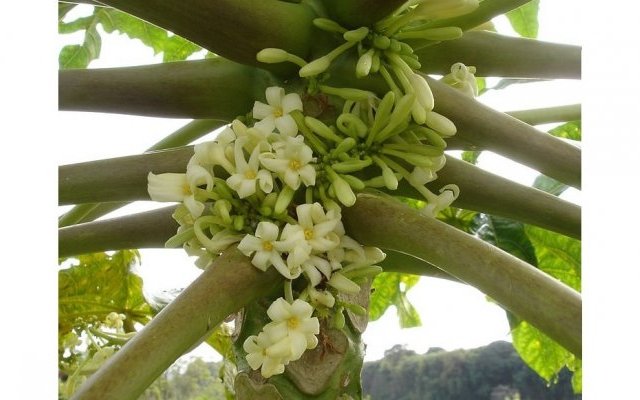 Éloge du Papayer : arbuste nourricier et médicinal