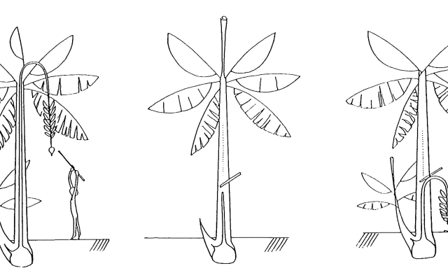 Phytopratiques traditionnelles pour aujourd'hui et demain
