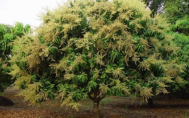 Phytopratiques traditionnelles pour aujourd'hui et demain