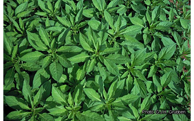 Quelques plantes comestibles pour climat semi-arides