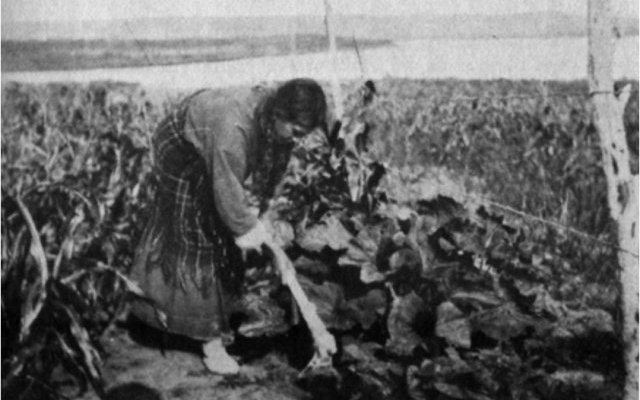 Maïs, Haricots, Courge - « trois sœurs » plurimillénaires