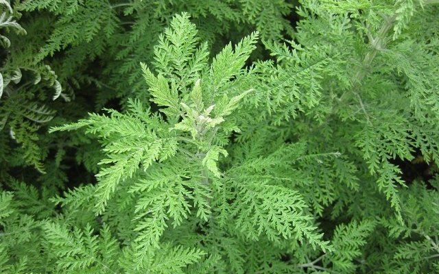 Artemisia et maladies tropicales négligées