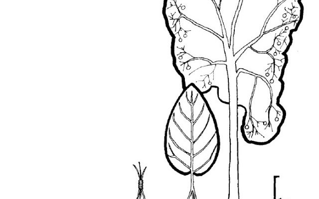 Phytopratiques traditionnelles pour aujourd'hui et demain