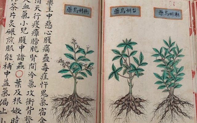 Médecine chinoise traditionnelle, traitement de la malaria et Artemisia