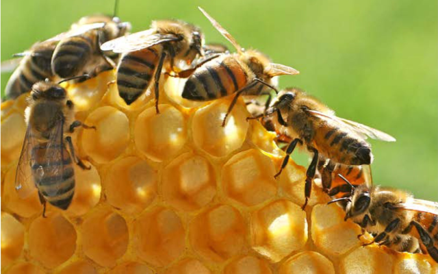 Lexique kinyarwanda lié aux abeilles et à l'apiculture