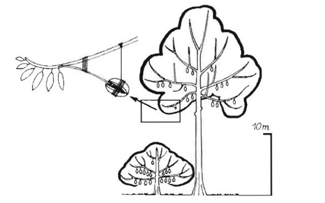 Phytopratiques traditionnelles pour aujourd'hui et demain