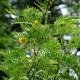 Notices des plantes