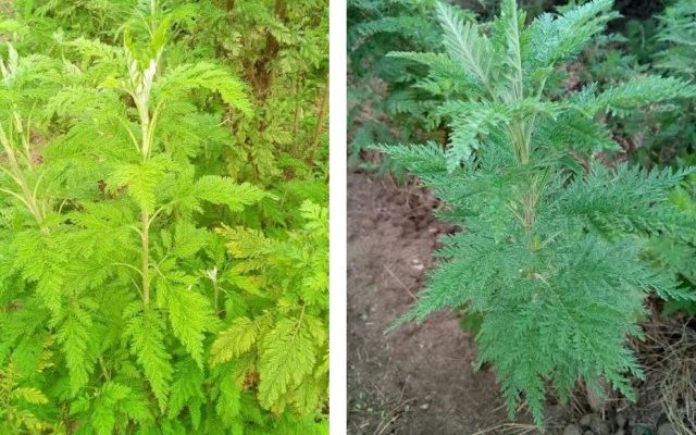Artemisia afra, Artemisia annua et Tuberculose