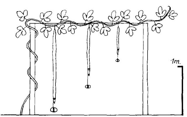 Phytopratiques traditionnelles pour aujourd'hui et demain