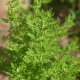 Artemisia annua et traitement des cancers