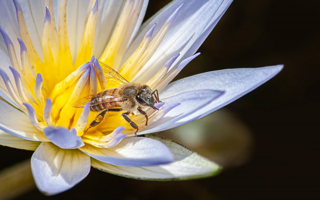 Lexique kinyarwanda lié aux abeilles et à l'apiculture