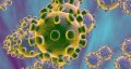 IMG: Action de l'Artemisia annua sur l'immunité adaptative dans les infections COVID-19