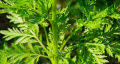 IMG: Anticancer potential of Artemisia annua