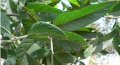 IMG: Propriétés hépatoprotectrices de Vernonia amygdalina (Umubirizi)