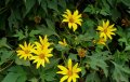 IMG: Tithonia diversifolia