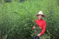 IMG: Le Viet-Công, Artemisia annua, l'arteannuin B et l'artemisinine 