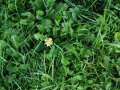 IMG: How to recreate disease resistant and stress tolerant plant varieties