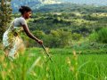 IMG: Expérience indienne d'autonomisation des paysans en intrants