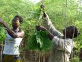 IMG: Moringa oleifera : booster de croissance