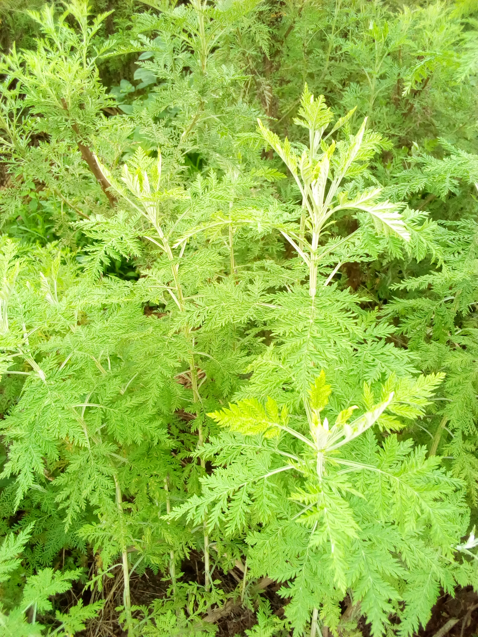 Artemisia annua, a plant between medicine and politics 