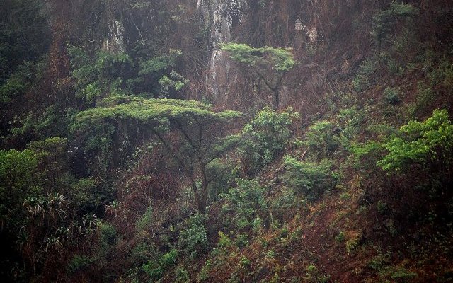 Les leçons de résilience d'Acacia abyssinica