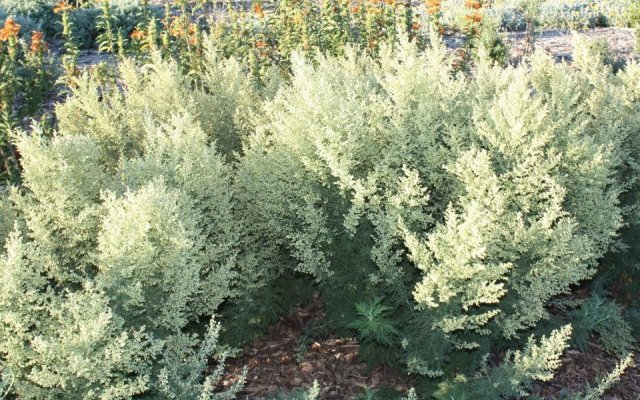 Artemisia et leishmanioses