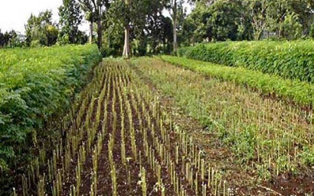 Moringa oleifera : booster de croissance