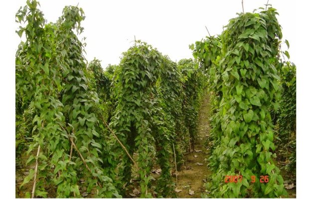 Phytopratiques traditionnelles pour aujourd'hui et demain