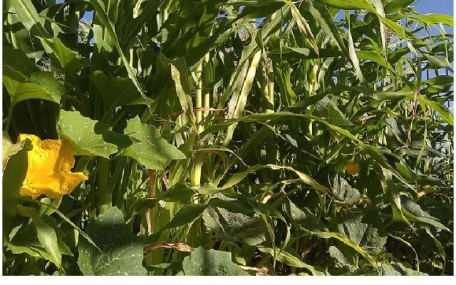 Maïs, Haricots, Courge - « trois sœurs » plurimillénaires