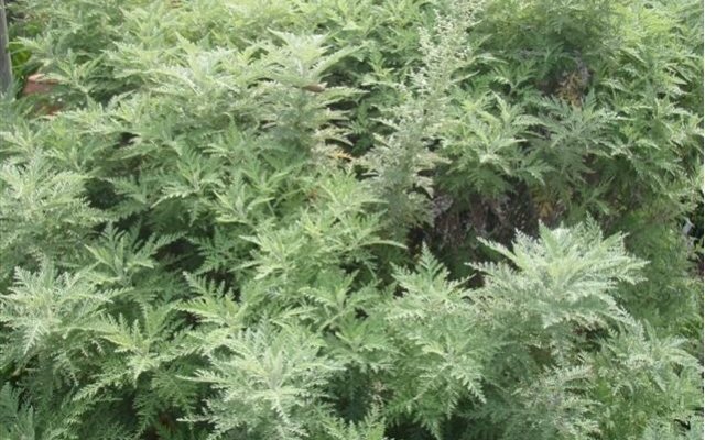  Artemisia Afra - Studies Reviews and meta-analyses
