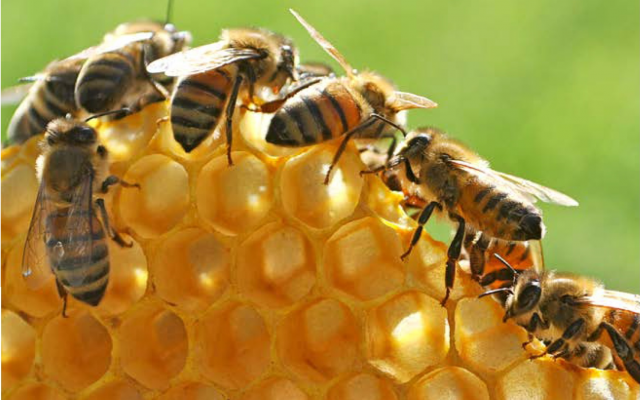 Kinyarwanda lexicon related to bees and beekeeping