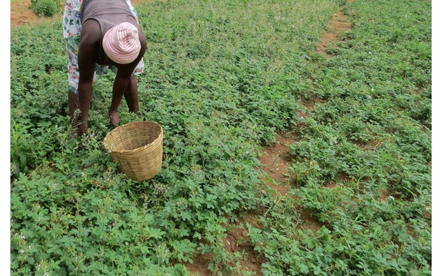 Quelques plantes comestibles pour climat semi-arides