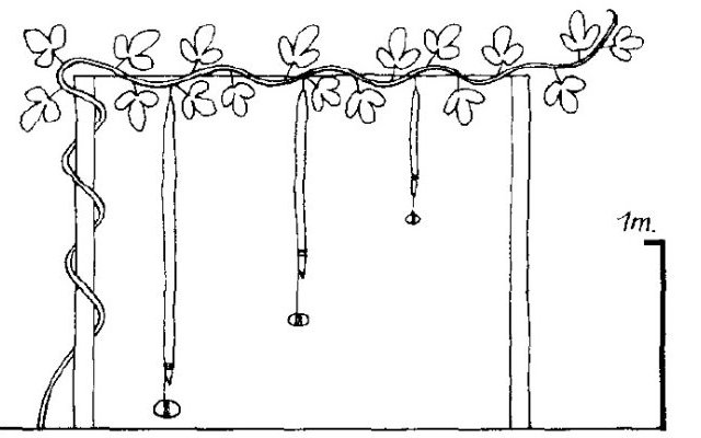Phytopratiques traditionnelles pour aujourd'hui et demain