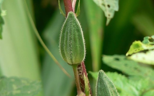 II Actions des plantes « antidiabétiques »
