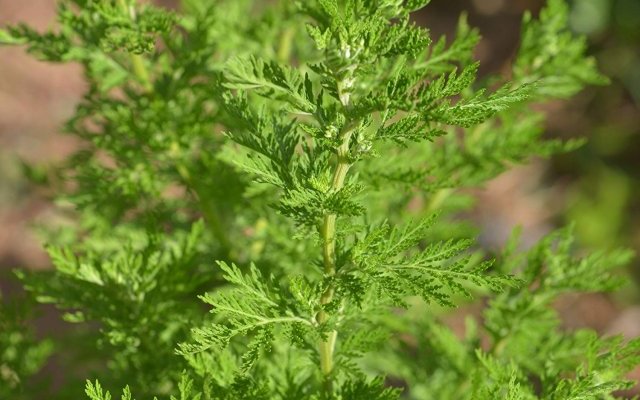 Évaluer le potentiel de l'Artemisia annua dans le cadre de la lutte contre le COVID-19