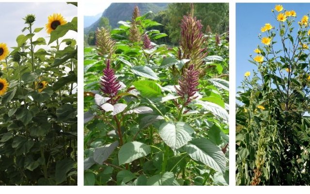 Maïs, Haricots, Courge - « trois sœurs » plurimillénaires