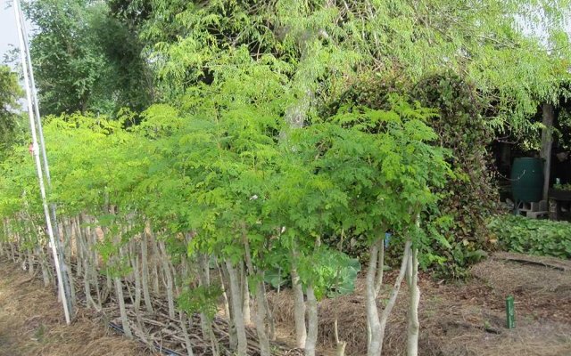 Moringa oleifera : booster de croissance