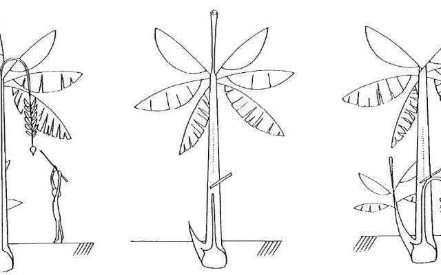 Phytopratiques traditionnelles pour aujourd'hui et demain