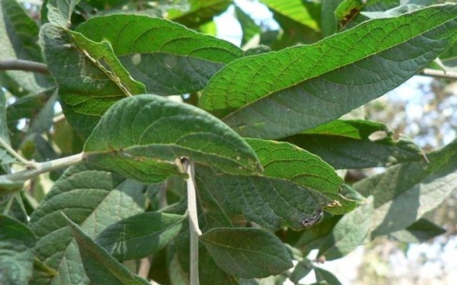 Propriétés hépatoprotectrices de Vernonia amygdalina (Umubirizi)