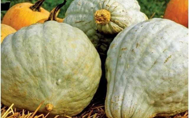 Maïs, Haricots, Courge - « trois sœurs » plurimillénaires