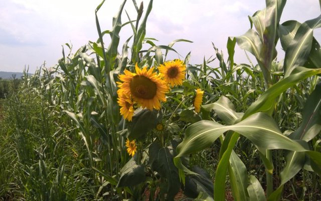 Cultiver sur sol vivant