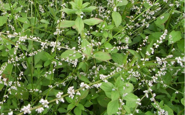 - 12 - Plantes pour le traitement des vers plats