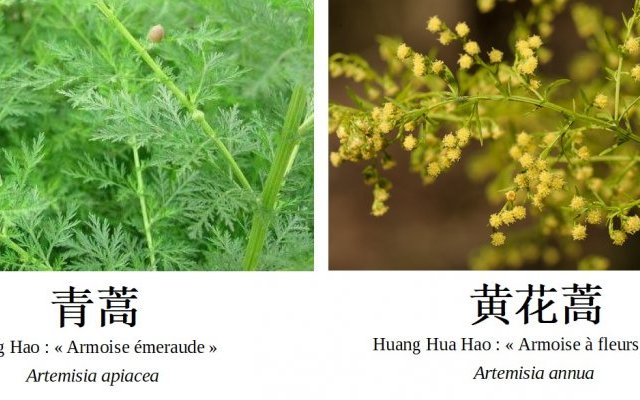 Médecine chinoise traditionnelle, traitement de la malaria et Artemisia