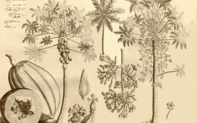 Éloge du Papayer : arbuste nourricier et médicinal