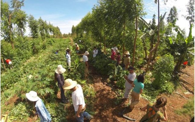 Guide d'Agriculture Syntropique