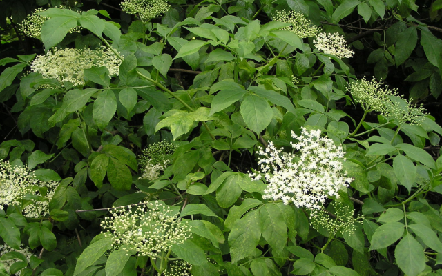 Sambucus nigra - le sureau noir