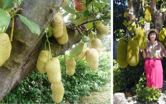 Phytopratiques traditionnelles pour aujourd'hui et demain