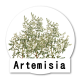 Artemisia